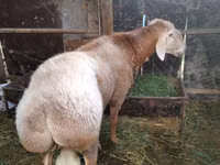 Dume la kondoo, Rambouillet sheep — picha 2