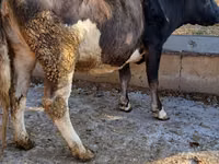 Ng'ombe jike, Ala-Tau breed — picha 4