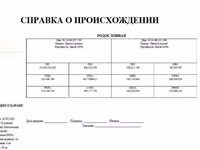 Баран, Лакон овца — фото 4