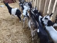 Billy Goat, Goats — photo 2
