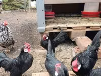 Bantam — picha 1