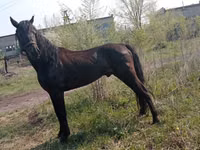 Horse (M), Altai horse — photo 5