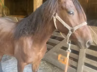 Hengst, Rocky Mountain Horse — Foto 4