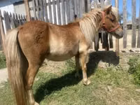 Hengst, Indian half-bred — Foto 5