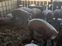 Boar — photo 2