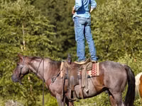 حصان, Quarter Horse — الصورة 6
