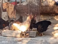 Chickens — photo 3