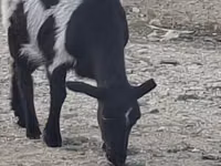 Goat, Goats — photo 2