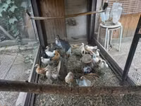 Bantam holandés — foto 2