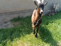母山羊, Czech Brown Shorthaired goats — 照片 2