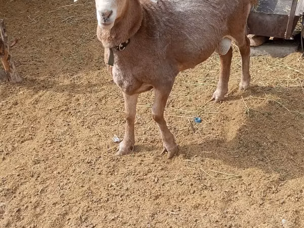 मेढ़ा, Katum sheep