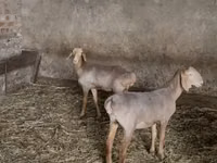 Schaf, Hissar sheep — Foto 1