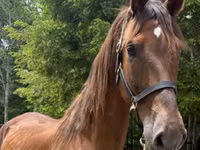 घोड़ी, Dutch warmblood horse — फ़ोटो 1