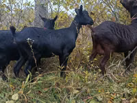 Mbuzi jike, Murcia-Granada goats — picha 4