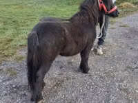 Horse (M), Horses — photo 3