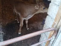 Toro, Raza rojo-moteada — foto 1