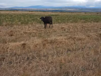 Cow, African Buffalo — photo 1