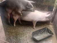 Boar, Pigs — photo 3
