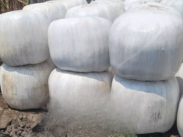 Silage Available More Than 450 Tons