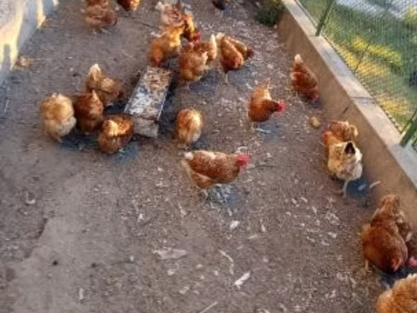 Chickens