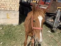 Horse (M), Chilean horse — photo 2