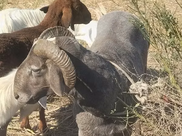 Ram, Arabi sheep