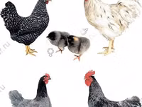 Chickens — picha 2