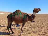 Ngamia dume, Arvana camel — picha 2