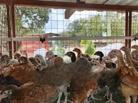 Chickens — picha 4