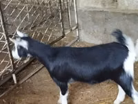 عنزة, Alpine goat — الصورة 5