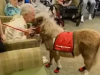 فرس, Miniature horse — الصورة 2