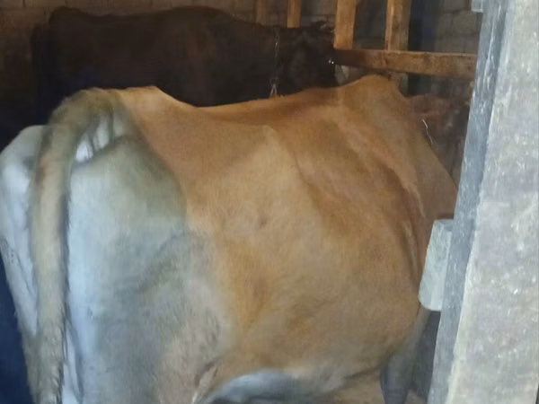 母牛, Wild yak