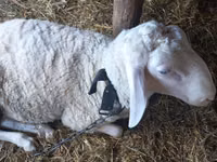 Dume la kondoo, Awassi sheep — picha 2