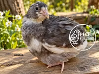 Quails — Foto 6