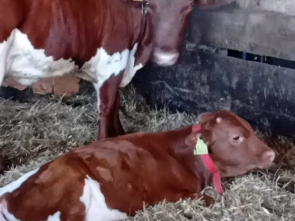 Cattle (batch, sex not specified), Simmental cattle