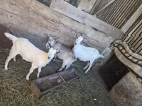 Cabra, Cabras — foto 1