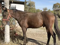 घोड़ा, Kyrgyz Horse — फ़ोटो 3