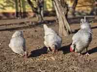 Araucana — Foto 2