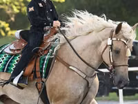 Stute, Palomino — Foto 4