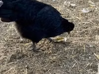 Chickens — फ़ोटो 3