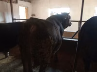 Ng'ombe dume, Aberdeen – Angus — picha 1