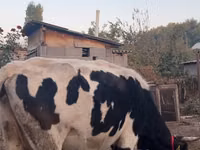 Kuh, Russian Black pied cattle — Foto 4