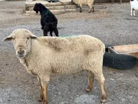 Widder, Hampshire sheep — Foto 7