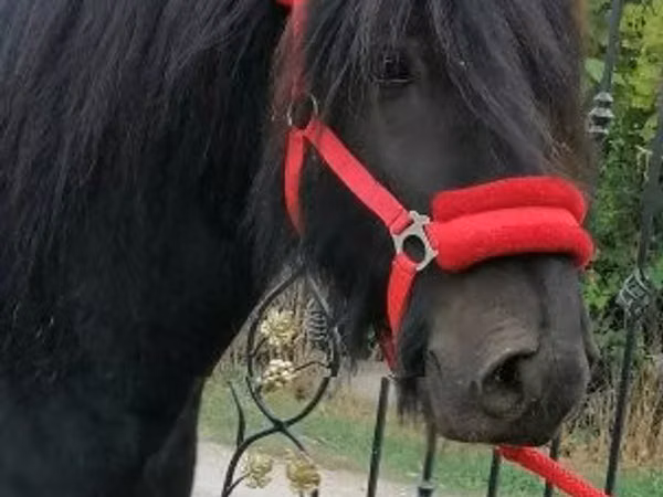 घोड़ा, Fell pony