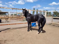 Farasi dume, Akhal-Teke — picha 7