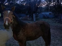 Caballo, Tiger horse — foto 3