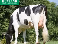 母牛, Swiss cattle — 照片 7