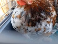Bantam Pekín — foto 3