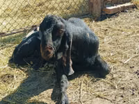 Billy Goat, Kamori goats — photo 1