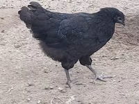 Australian Pit Game fowl — photo 2